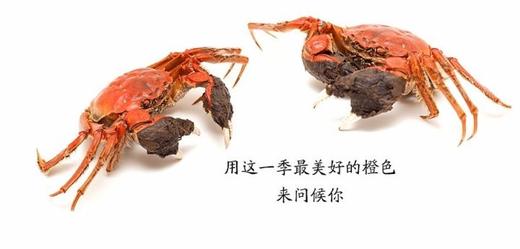 阳澄湖大闸蟹 湖蟹 莲花岛核心产区 商品图4