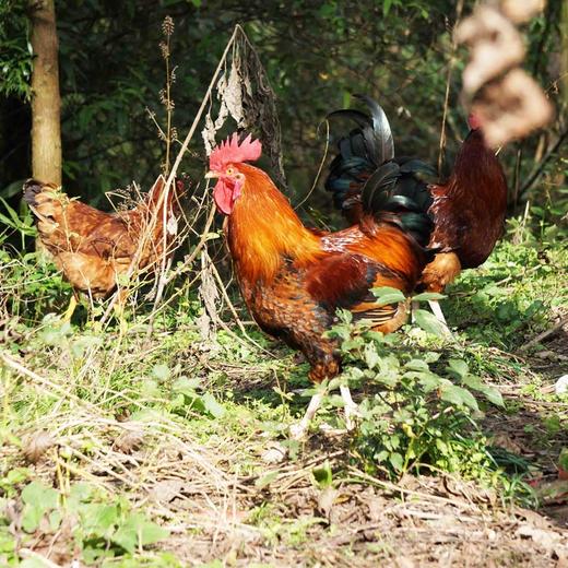 【拍完只有等预售】岫云村丨时光鸡（大公鸡） 商品图2