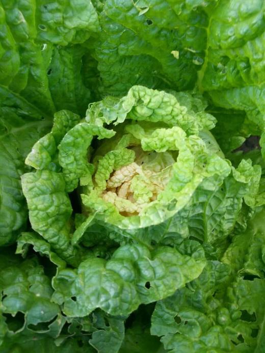 2025年10月中旬发货，有机认证橘红心白菜橘红心白菜富含丰富维C和大量的胡萝卜素 商品图1