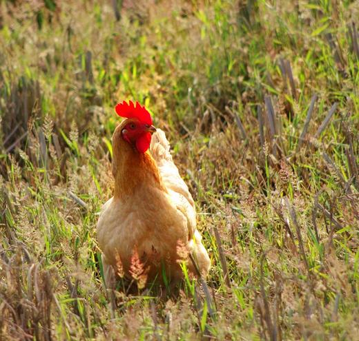 【库存有限，拍完只能等预售】岫云村丨土鸡蛋 30枚装 商品图3