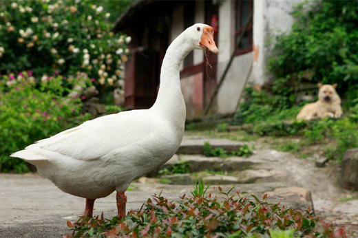 【刘大爷家专场，只有8只鹅】岫云村丨农村大鹅 商品图3