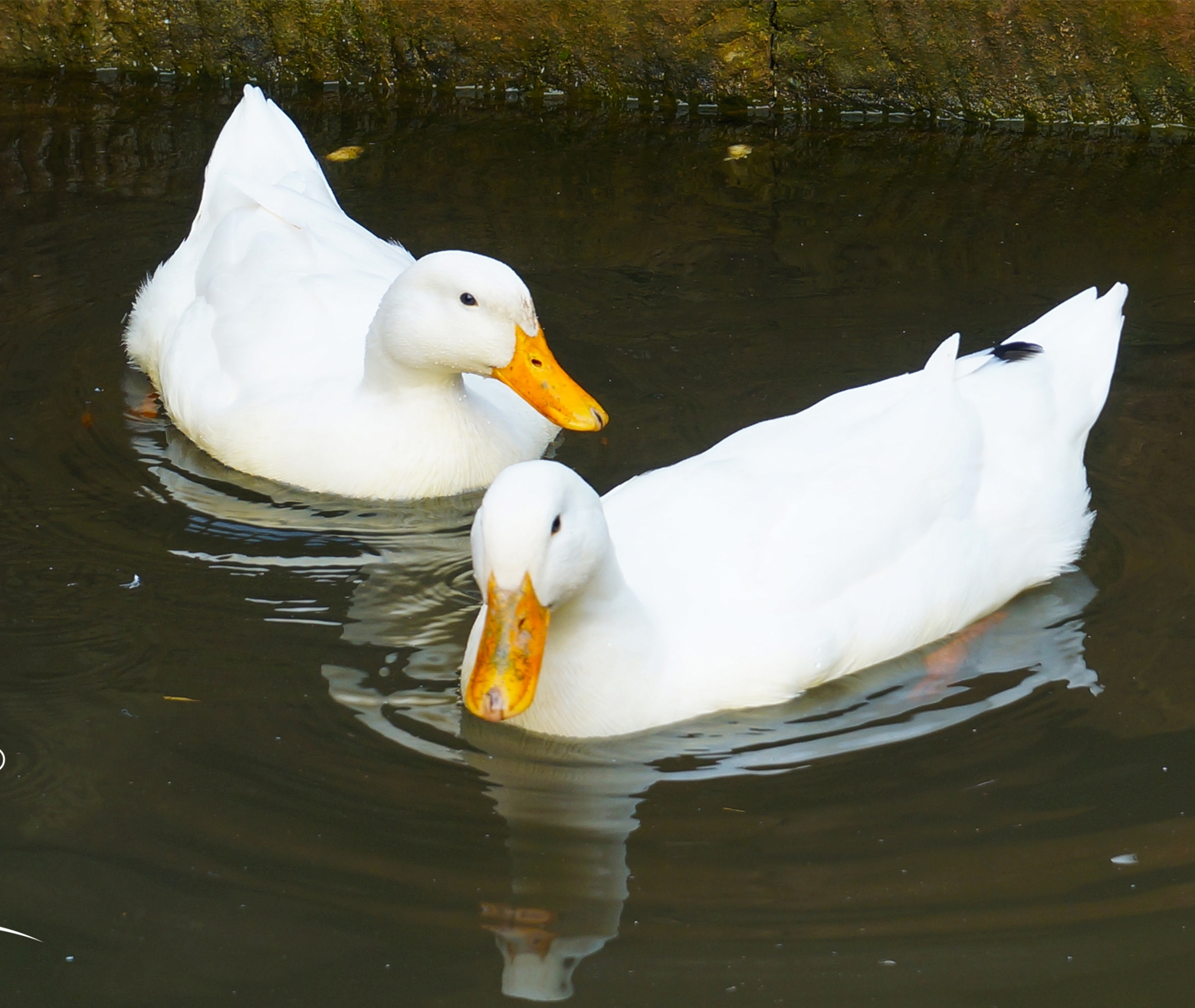 【老乡家喂养,，拍一只少一只】岫云村|一年岁月鸭