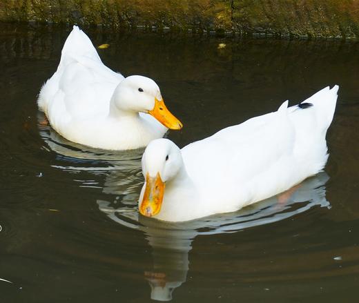 【老乡家喂养,，拍一只少一只】岫云村|一年岁月鸭 商品图0