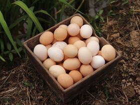 【库存有限，拍完只能等预售】岫云村丨土鸡蛋 30枚装