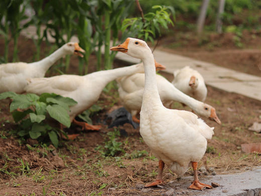 【刘大爷家专场，只有8只鹅】岫云村丨农村大鹅 商品图2