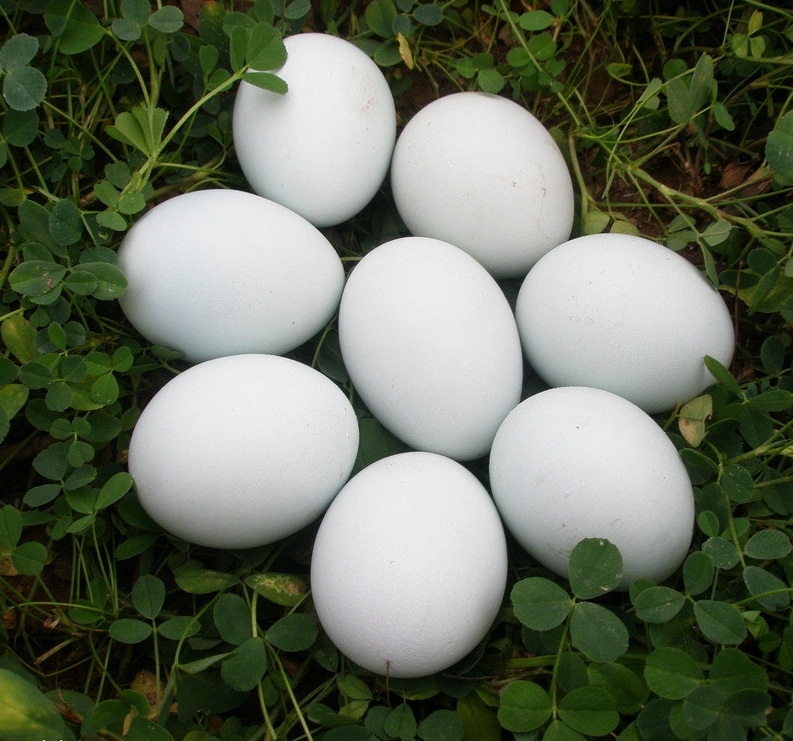 【拍完就只能等预售】岫云村丨土鸭蛋 30枚