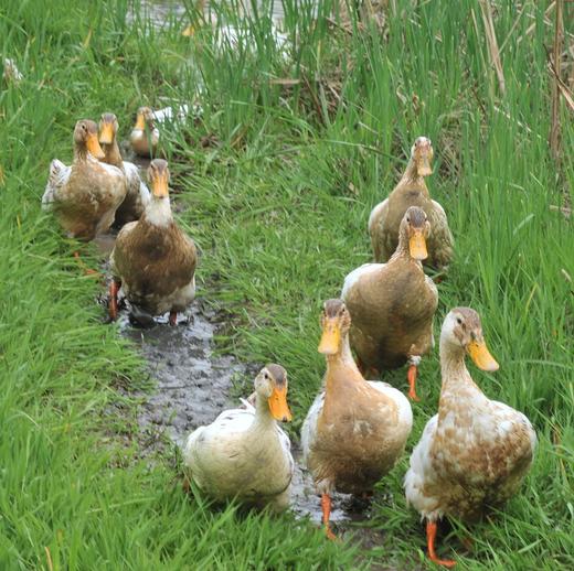 【拍完就只能等预售】岫云村丨土鸭蛋 30枚 商品图2