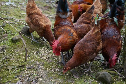 【李大爷家专场】岫云村丨两年时光鸡 商品图2