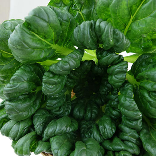 有机蔬菜 新鲜蔬菜乌塌菜250g 欧盟认证全国满额包邮 商品图4