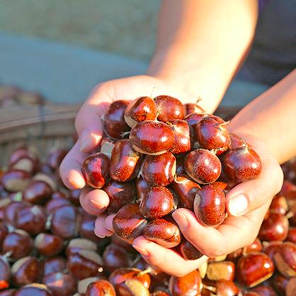 燕山板栗新鲜采摘山地板栗软糯香甜3斤装