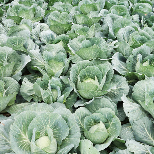 圆白菜750克左右目前批次有起苔长花介意慎拍 商品图3