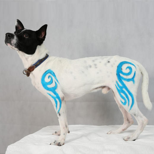 宠物持久染色剂：蓝色Innocent Blue OPAWZ小爪印 商品图4