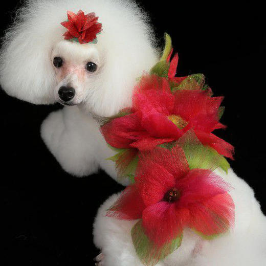 宠物持久染色剂：红色Hot Red OPAWZ小爪印 商品图11