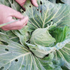 圆白菜750克左右目前批次有起苔长花介意慎拍 商品缩略图4