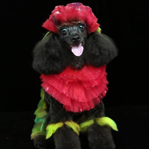 宠物持久染色剂：红色Hot Red OPAWZ小爪印 商品图12