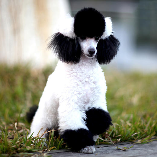 超级黑持久宠物染色剂 OPAWZ小爪印 商品图9