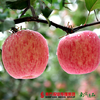 【肉密多汁】2018年新果 洛川新红富士苹果  约5斤 （果径80-85mm） 商品缩略图1