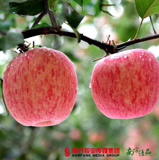 【肉密多汁】2018年新果 洛川新红富士苹果  约5斤 （果径80-85mm） 商品图1
