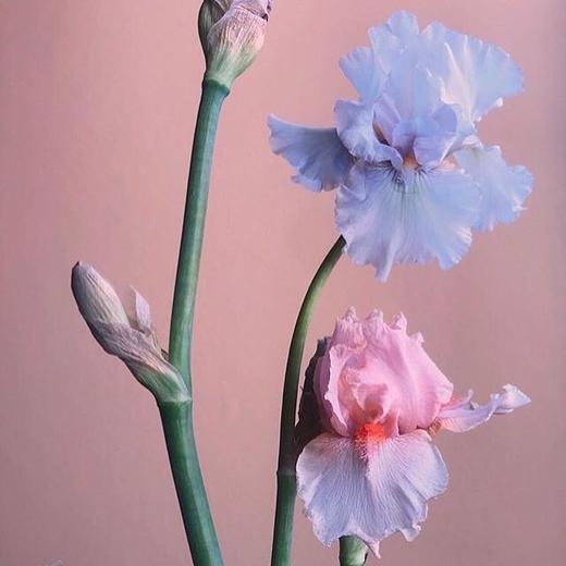 孕妈妈爱爱指南「技法」-【爱经课堂】 商品图0