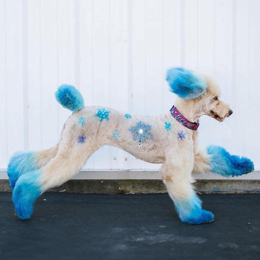 宠物持久染色剂：蓝色Innocent Blue OPAWZ小爪印 商品图2