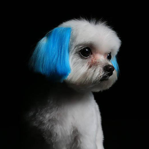 宠物持久染色剂：蓝色Innocent Blue OPAWZ小爪印 商品图3