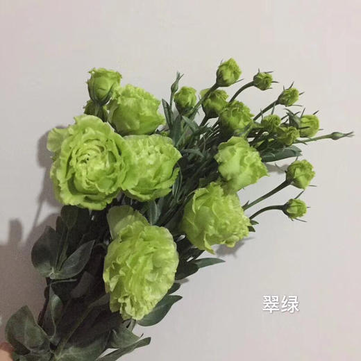 0 8公斤a级洋桔梗 浅紫 紫边 粉 香槟 白 绿色可选 39 9 卷毛头的花草店