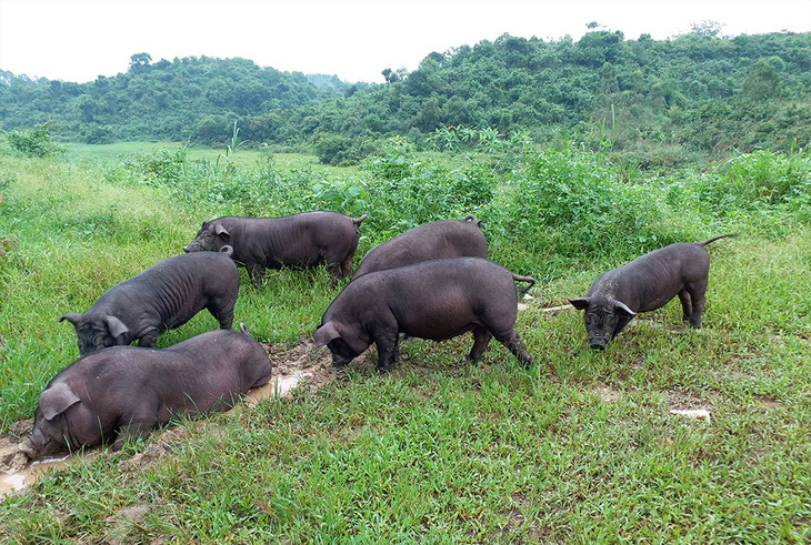 钜园共享黑毛猪/整头