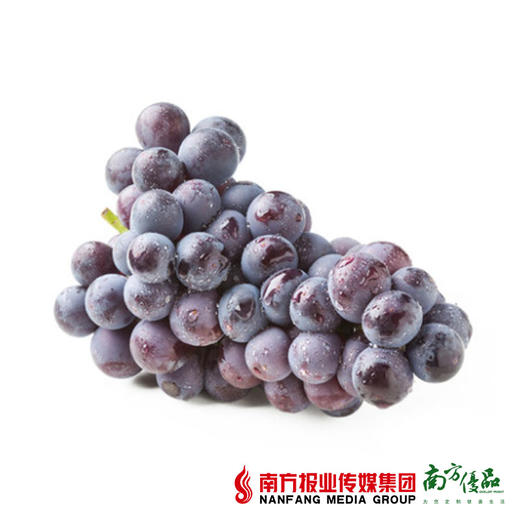 【酸甜多汁】辽宁巨峰葡萄  4.5斤-5斤/箱 商品图2