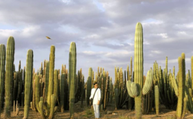 摩洛哥“不随便花朵”之旅12天11晚