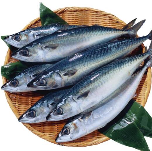 海鲜水产深海鲐鲅鱼2斤100g35条99元