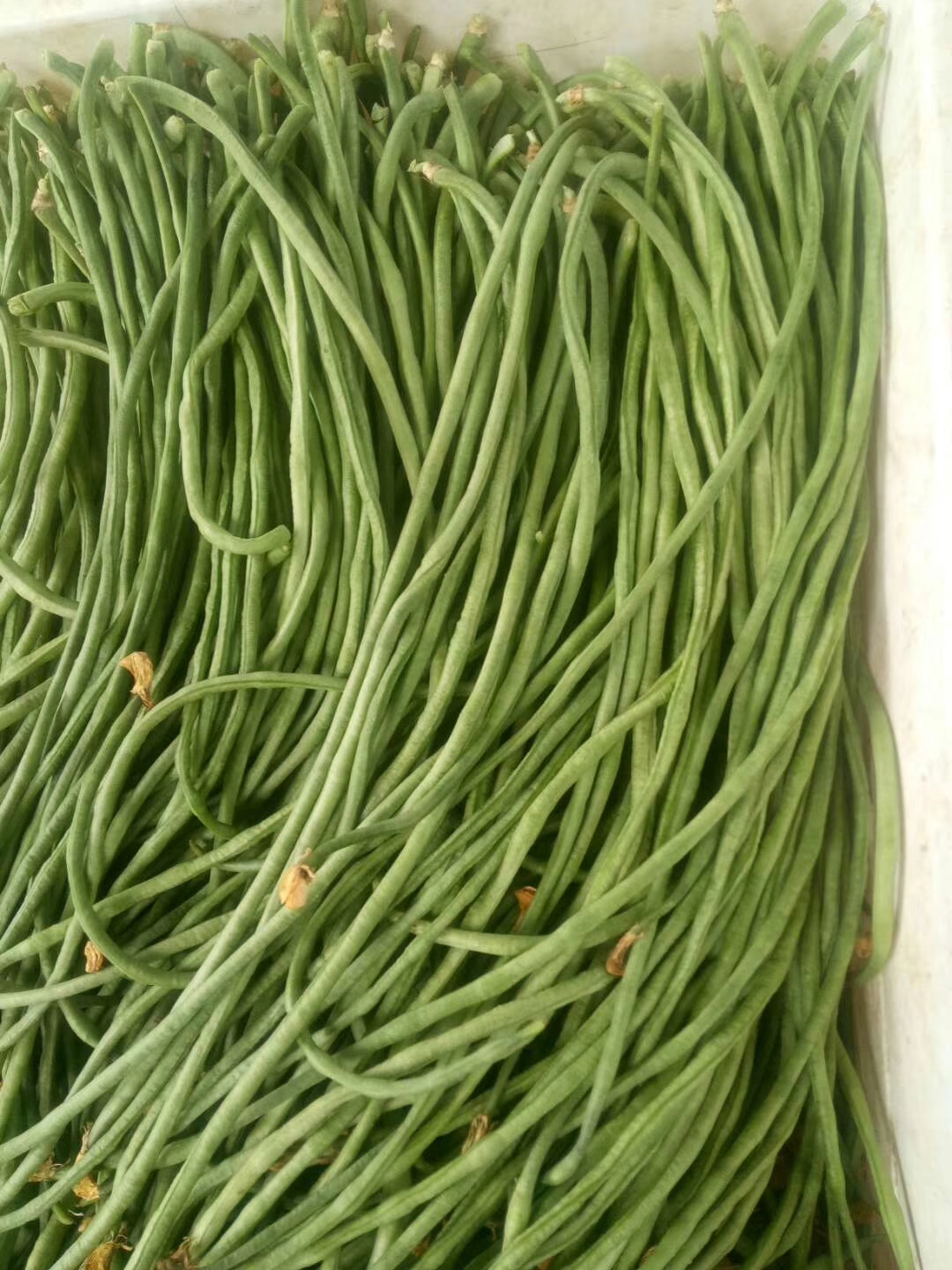 自然农耕种植的豇豆