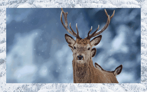 500_314gif 动态图 动图