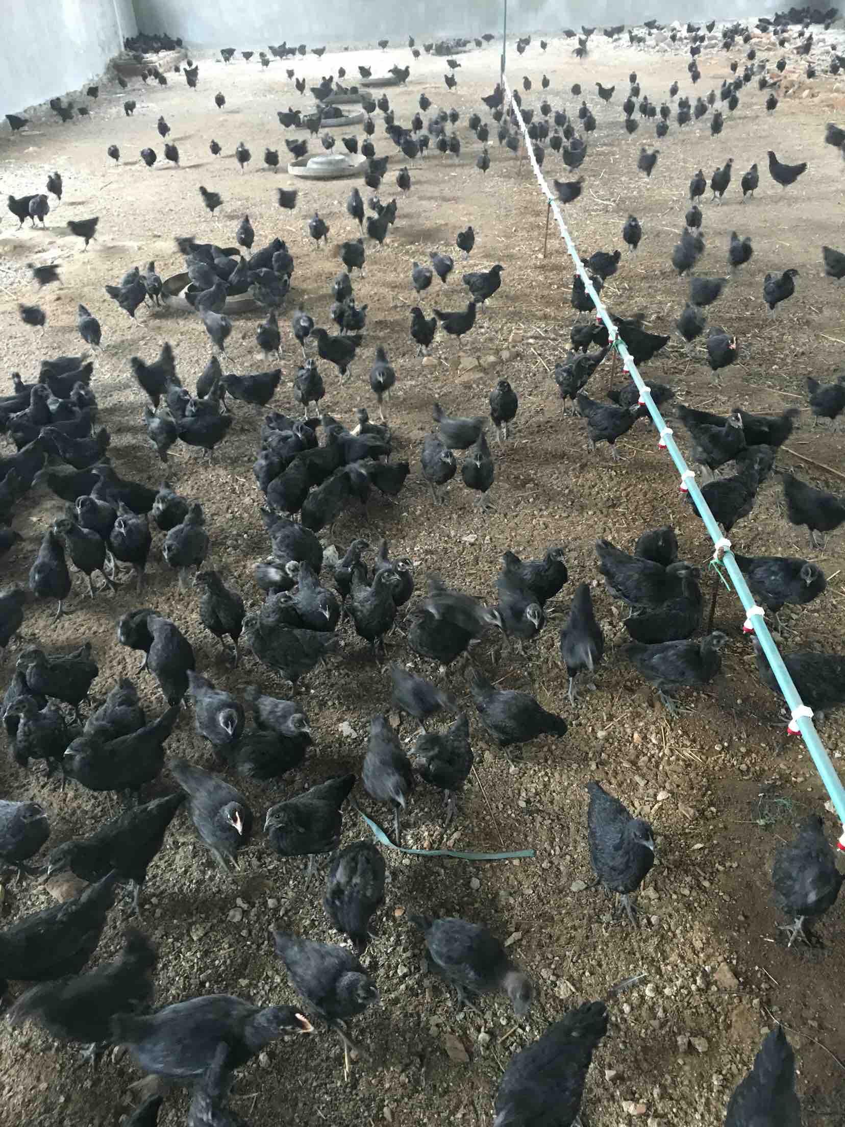 散养五黑鸡,鸡中劳斯莱斯,历年最受欢迎,全好评无差评,鸡肉劲道细腻,