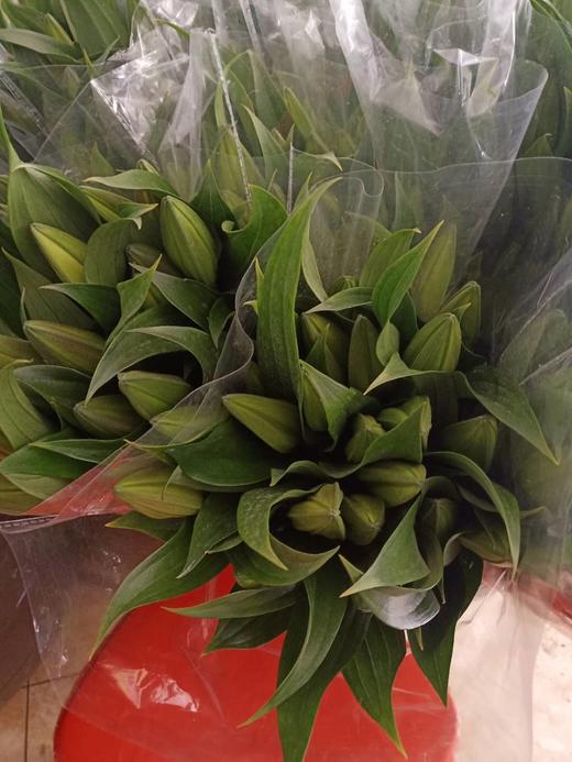 fzc百合赞比西多头