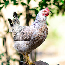 【公鸡 母鸡随机发货】五峰新鲜土鸡 林间散养土鸡 3斤左右
