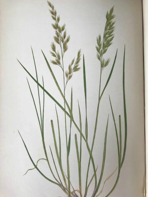 1858年 英国野草图鉴 配彩色插图 皮装18开