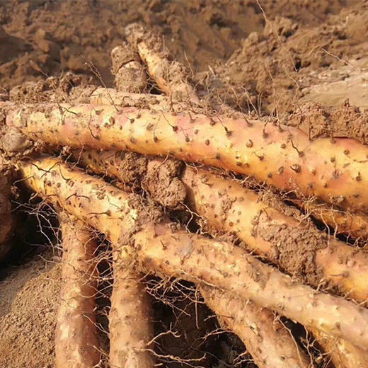 垆土铁棍山药约4.8斤家庭装  产地直发 商品图3