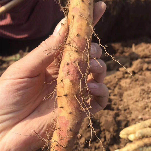 垆土铁棍山药约4.8斤家庭装  产地直发 商品图7