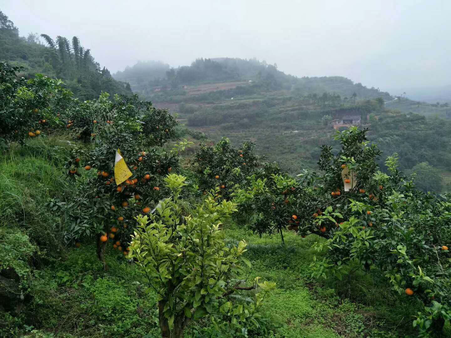 春见柑橘几月份种植(春见柑橘苗多少钱一株)