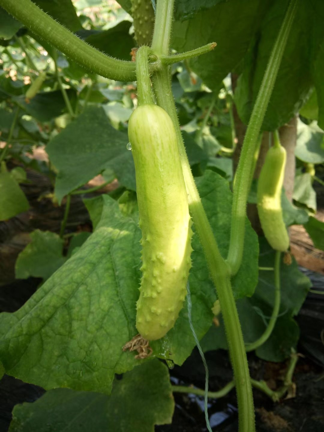 京东包邮，生态白玉黄瓜，空嘴吃脆爽甘甜多汁，有机发酵肥灌溉，无激素生长基地直邮