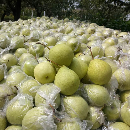魏县鸭梨