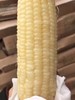 7号玉米  【7~10支】 商品缩略图0