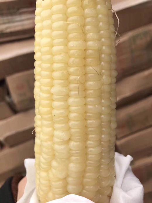 7号玉米  【7~10支】 商品图0