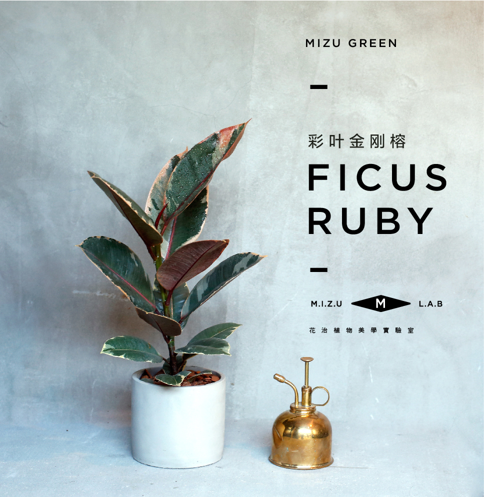 彩叶金刚榕ficus Elastica Var Variegata