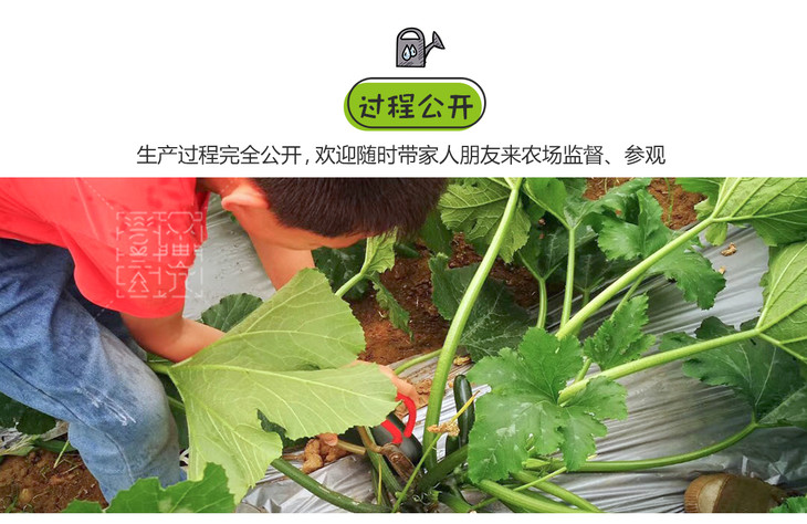 周二周五发杨花萝卜有机种植