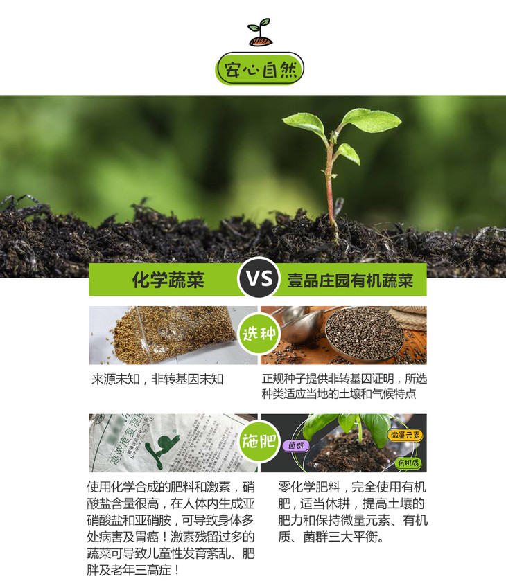 周二周五发杨花萝卜有机种植