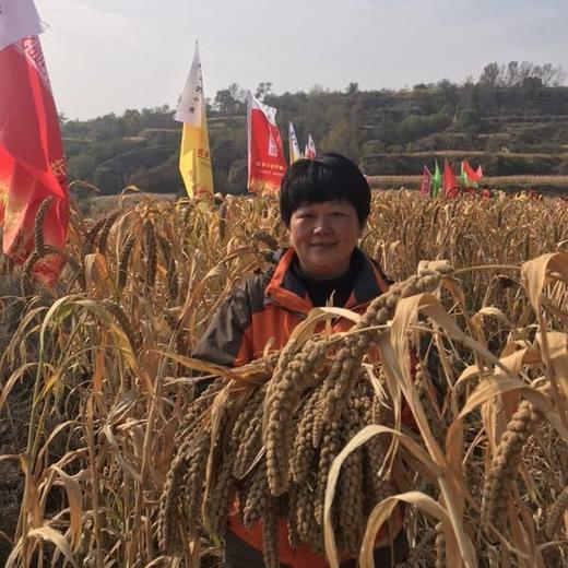 【25新米 团购特惠】沁州黄小米，高山种植，颗粒饱满，清香美味，营养丰富！ 商品图3