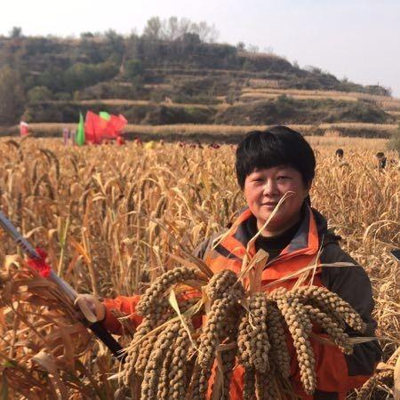 【25新米 团购特惠】沁州黄小米，高山种植，颗粒饱满，清香美味，营养丰富！ 商品图0