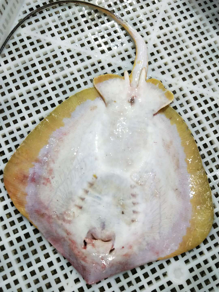 海钓野生黄鳐老板鱼福建省内满200包邮省外补运费差价