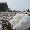 新疆夏季棉被 空调被2斤3斤 商品缩略图2